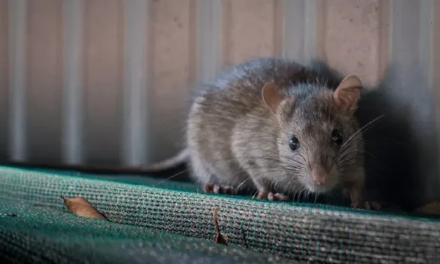 Serious allegations of rats in Navy kitchen