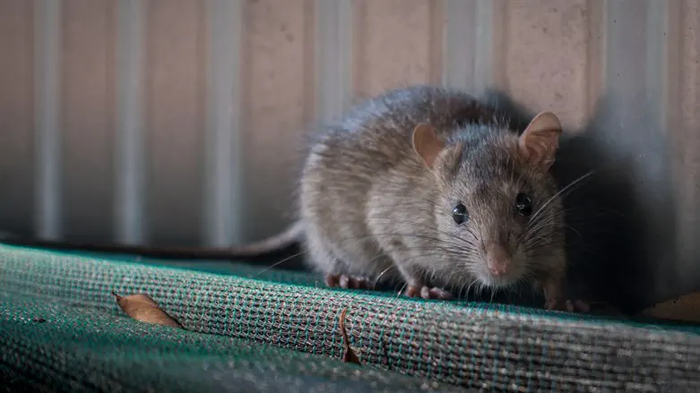 Serious allegations of rats in Navy kitchen