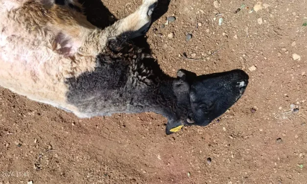 Poison terror continues: Water cisterns contaminated in Binyamin; sheep harmed