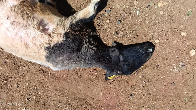 Poison terror continues: Water cisterns contaminated in Binyamin; sheep harmed