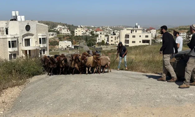 Herd stolen from Israeli farm found in Arab village