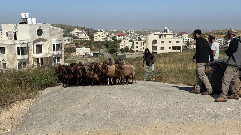 Herd stolen from Israeli farm found in Arab village