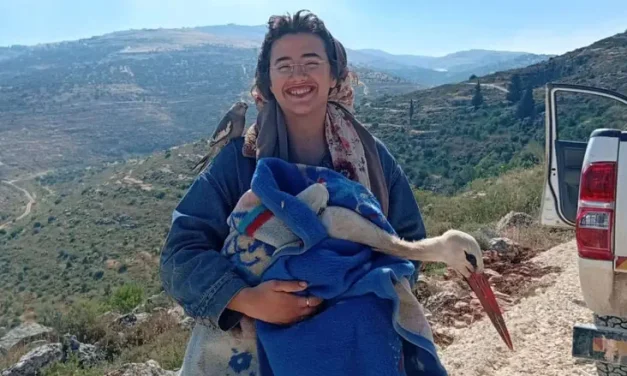 Environmental terror damage: Injured stork rescued and treated by Hilltop residents