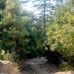 Government designates eight new forests as natural reserves along northern border