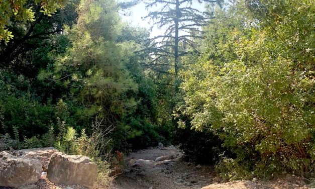 Government designates eight new forests as natural reserves along northern border
