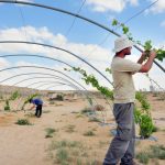 Can fungus farming make tomatoes taste better? Israeli researchers say yes