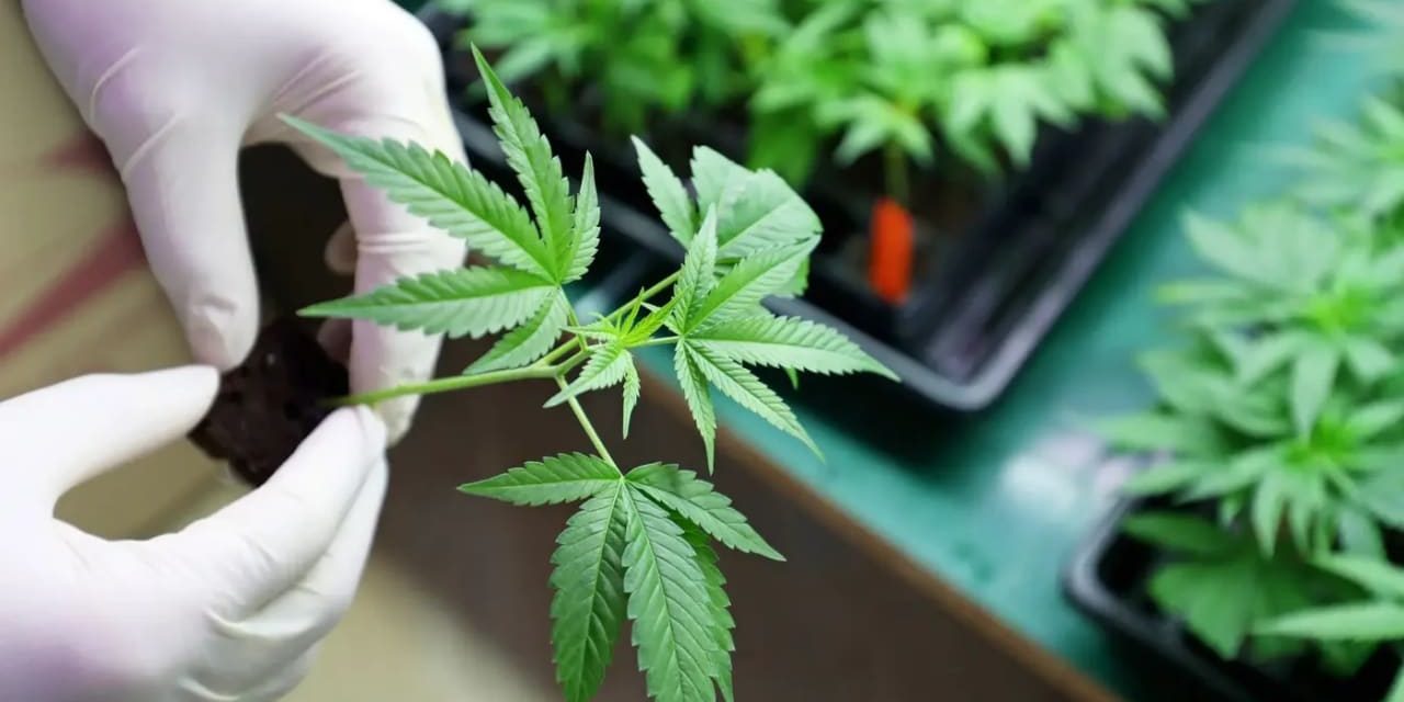 Health Ministry changes medical cannabis guidelines, passes responsibility to insurance funds