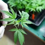 Health Ministry changes medical cannabis guidelines, passes responsibility to insurance funds