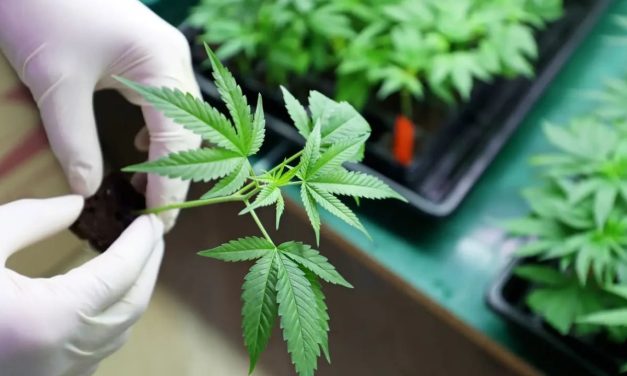 Health Ministry changes medical cannabis guidelines, passes responsibility to insurance funds