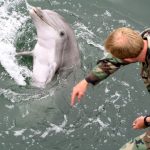 Does the US Navy have trained kamikaze dolphins operating in the Strait of Hormuz? – explainer