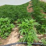 Border Police seize over 10,000 cannabis plants located in 18 greenhouses in southern Israel