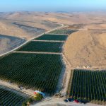 Israel’s Negev officially recognized as international wine region 