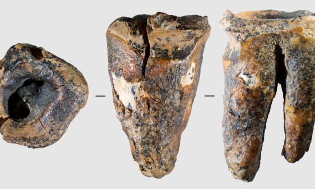 Neanderthal tooth from Siberian cave shows signs of earliest-known invasive dental surgery – study