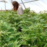 Israel got hooked on medical cannabis. Now it faces a hard road back