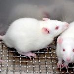 Testing how far cloning can go in mice