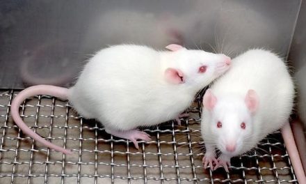 Testing how far cloning can go in mice