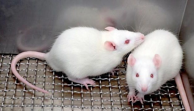Testing how far cloning can go in mice