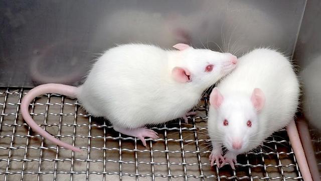 Testing how far cloning can go in mice
