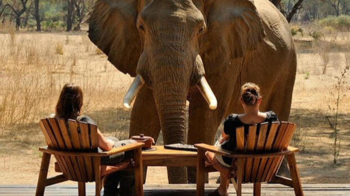 East Africa vs. Southern Africa: A Comprehensive Safari Guide.