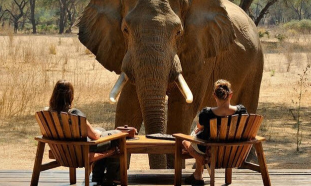 East Africa vs. Southern Africa: A Comprehensive Safari Guide.