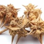 This plant can boost male fertility