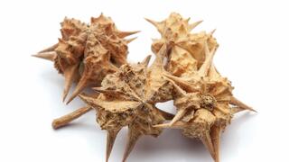 This plant can boost male fertility