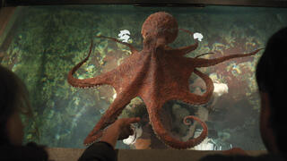 Talking octopus, Sally Field and over-the-top twist: ‘Remarkably Bright Creatures’ is hard to resist
