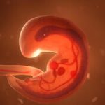 Israeli arrested in Cyprus embryo trafficking probe