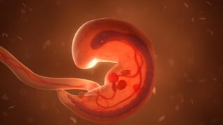 Israeli arrested in Cyprus embryo trafficking probe
