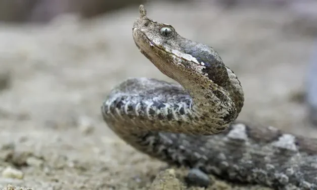 Jerusalem: Two teens bitten by viper snake