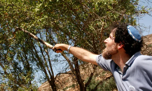 Shepherd calls to prosecute left-wing activist