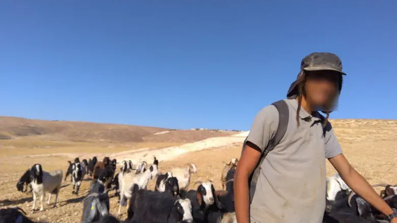 Gush Etzion: Three shepherds injured by stone-throwing
