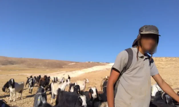 Gush Etzion: Three shepherds injured by stone-throwing
