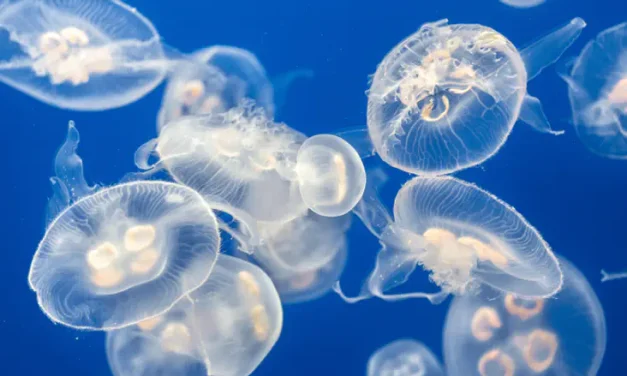 All you need to know about jellyfish stings