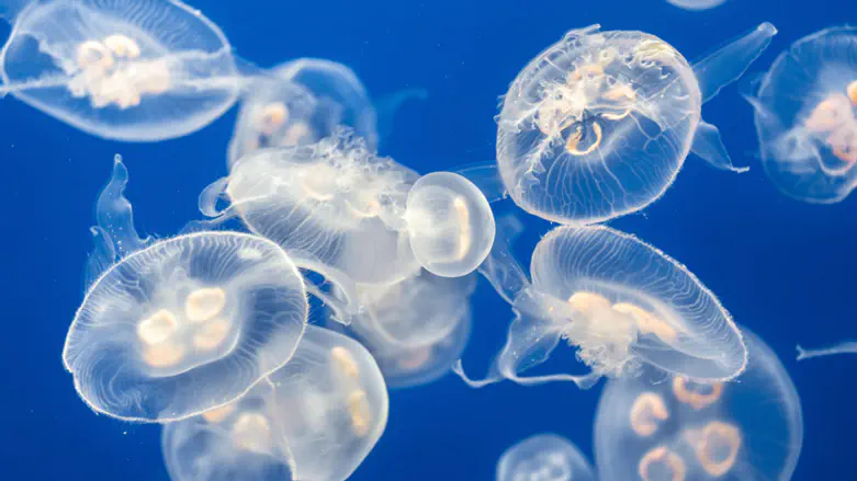 All you need to know about jellyfish stings