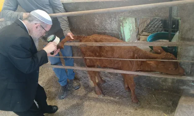 Rare red heifer born at a dairy farm in the Galilee