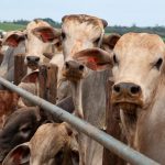 Flesh-eating screwworm confirmed in Texan calf, prompting USDA quarantine