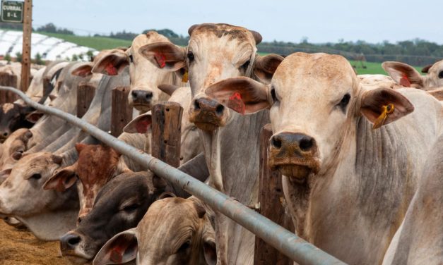 Flesh-eating screwworm confirmed in Texan calf, prompting USDA quarantine