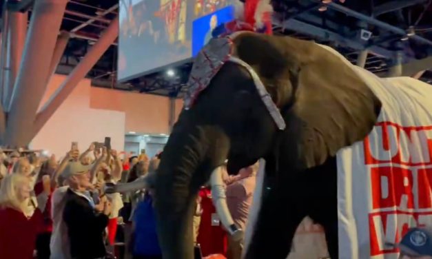 Bad ‘Pee-R’: Elephant in the room urinates on Republican convention floor, sparking condemnations