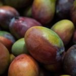 Mango season opens with a 70% collapse in yield – and prices will soar