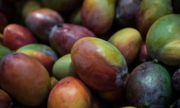 Mango season opens with a 70% collapse in yield – and prices will soar