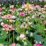 In the pink: Jerusalem’s Botanical Gardens unfurls an array of lotus flowers