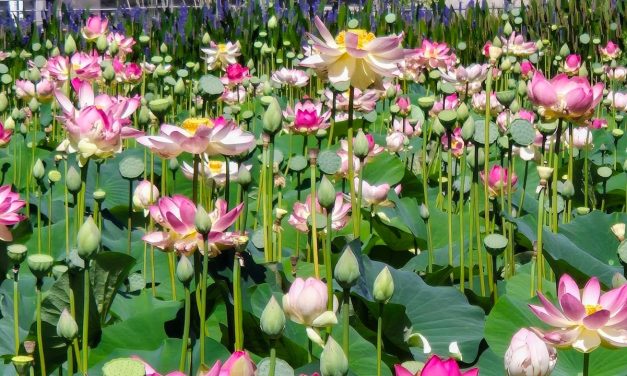 In the pink: Jerusalem’s Botanical Gardens unfurls an array of lotus flowers