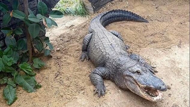 3-year-old boy thrown into crocodile enclosure at UK zoo, suspect arrested