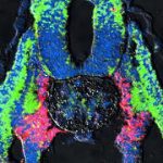 A 136-year-old idea about kidney evolution gets new support