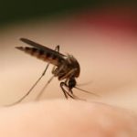 Mosquito bites driving you mad? These remedies can ease the itch