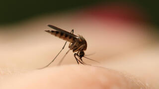 Mosquito bites driving you mad? These remedies can ease the itch
