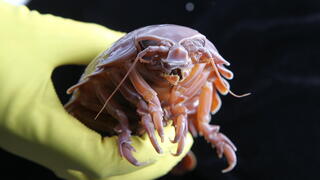 How these deep-sea giants survive over five years without eating