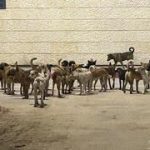 Stray dog packs from Gaza threaten border communities and wildlife