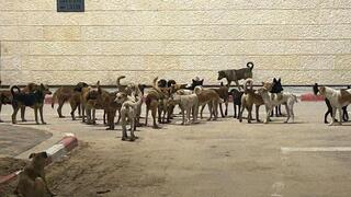 Stray dog packs from Gaza threaten border communities and wildlife